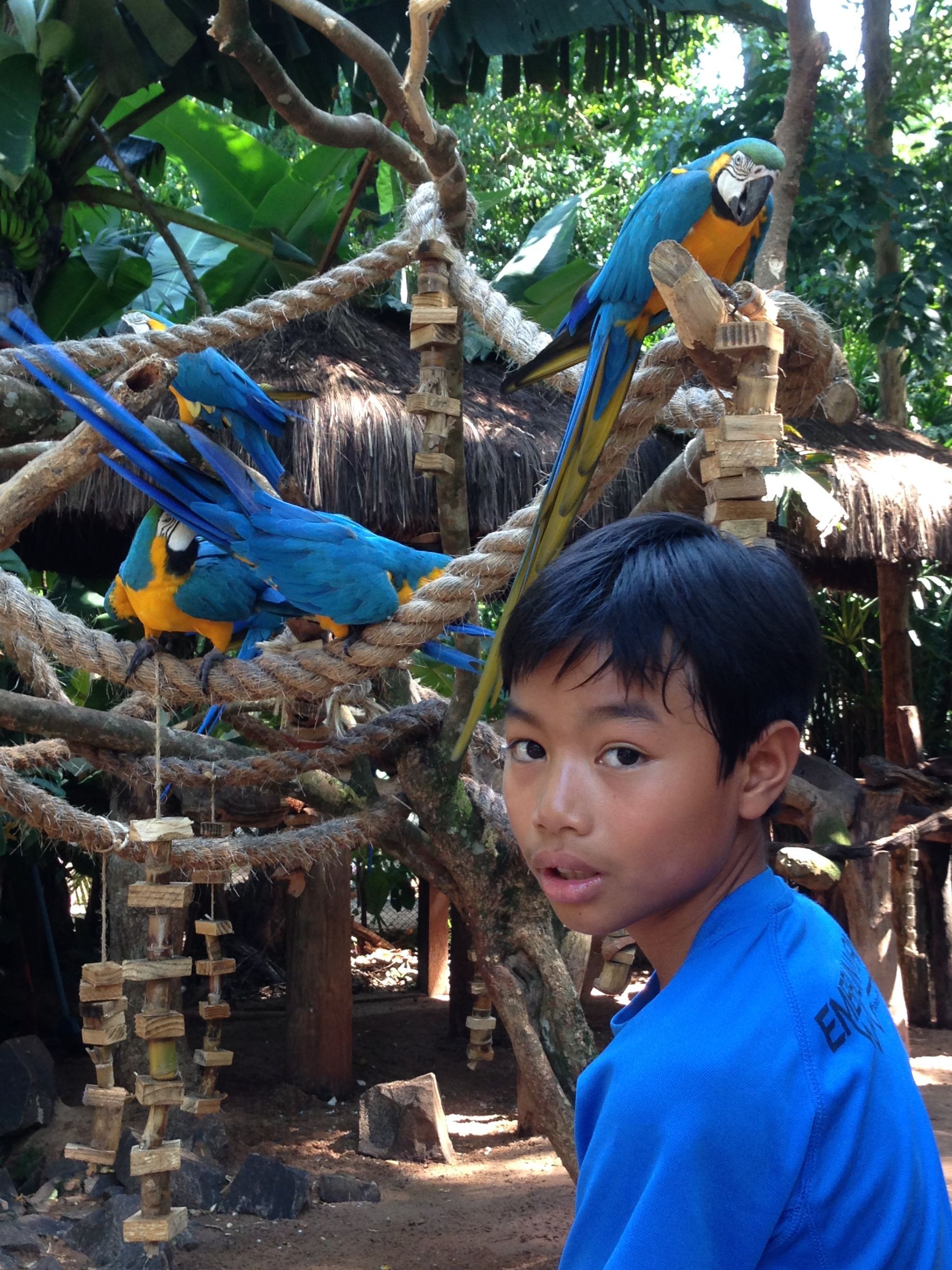 Un garçon en chemise bleue regarde l'objectif, avec des aras bleus et jaunes perchés sur des branches.