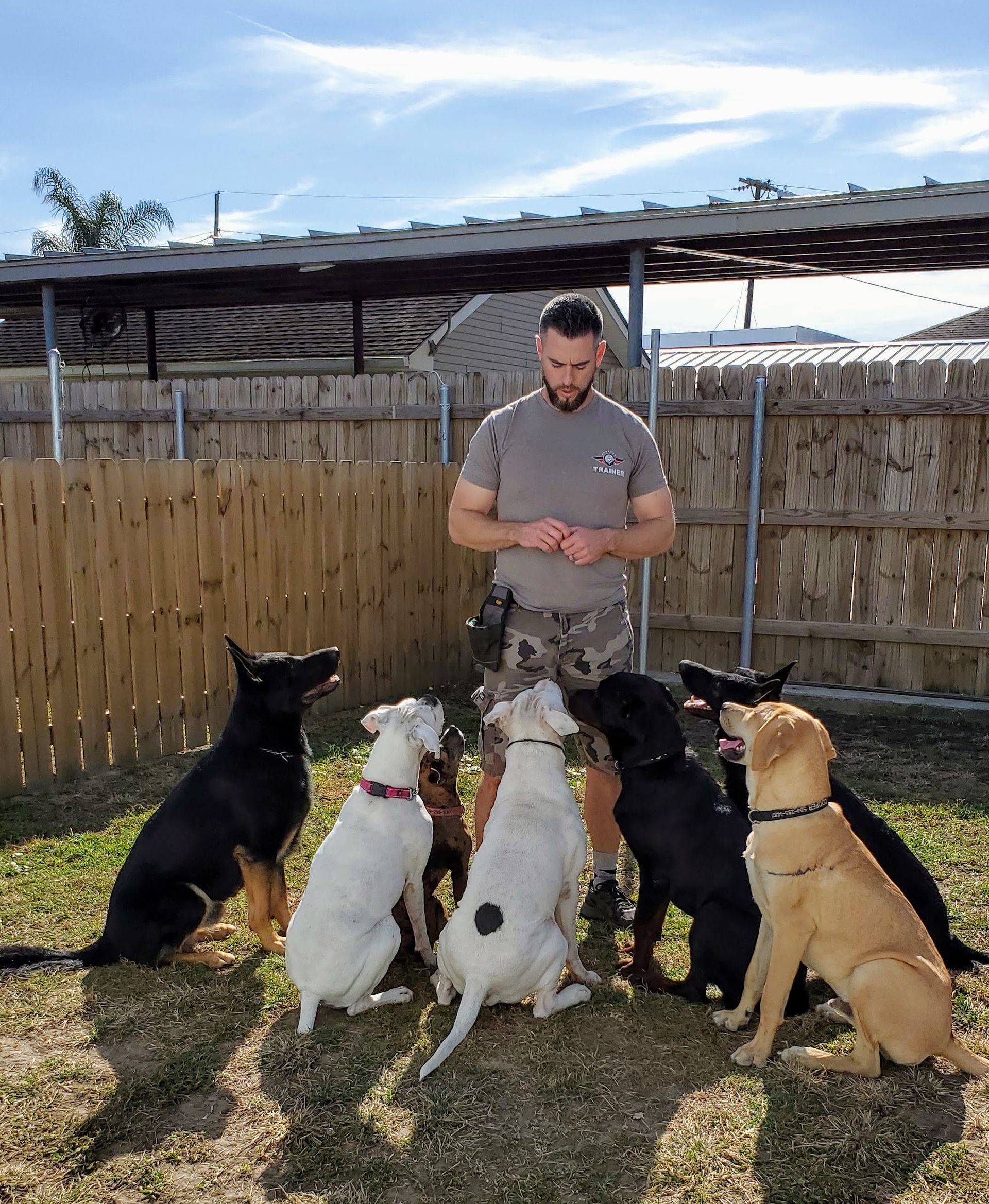 A person stands in a fenced area, surrounded by six dogs. The dogs are sitting and looking up.