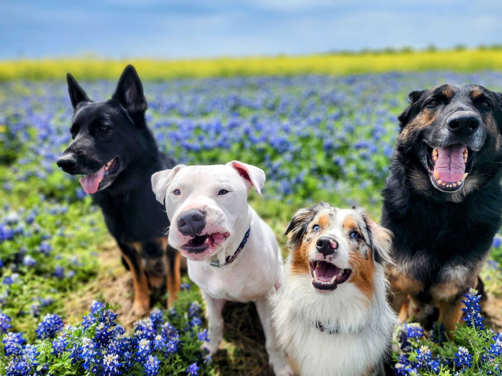 Four dogs smiling in a field of bluebonnets and yellow flowers.