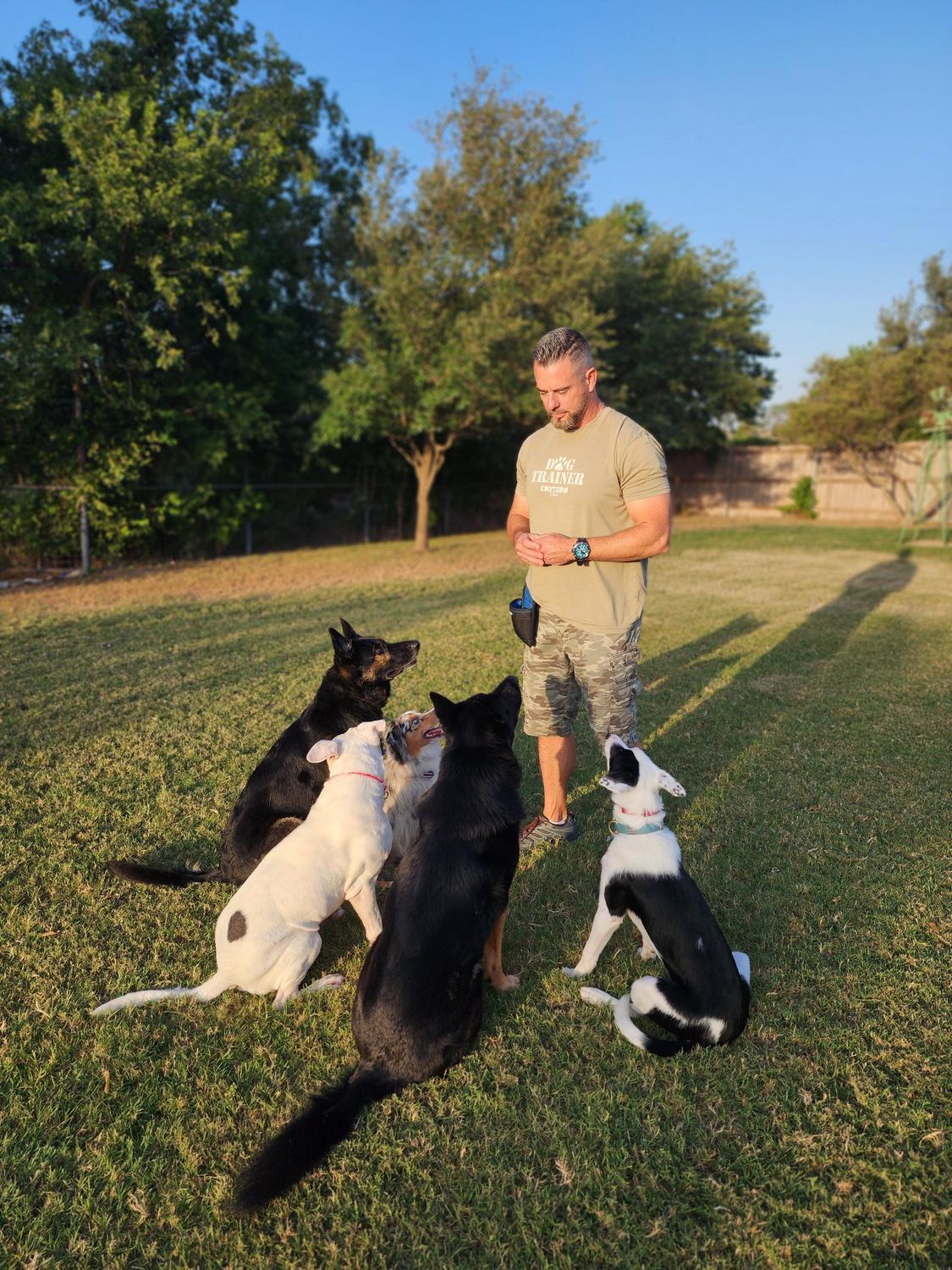 Man training five dogs in a grassy area; dogs sit and look toward him.