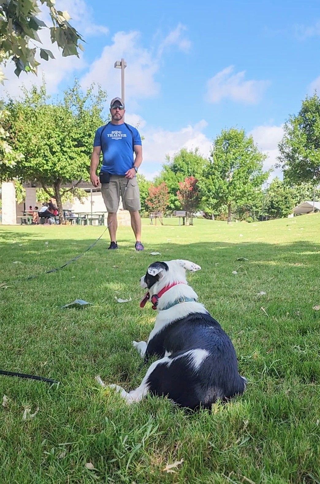 Dog in grass, looking at a person standing. Sunny day in a park.