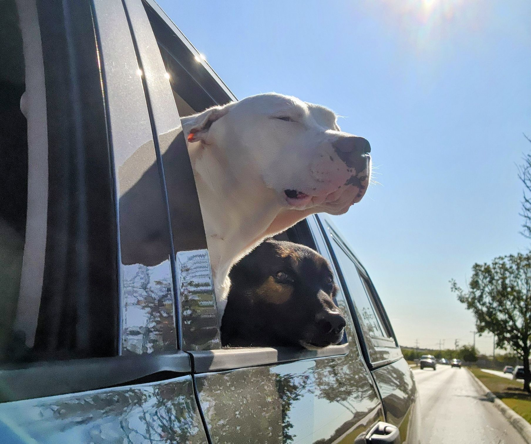 Two dogs with heads out of a car window, enjoying the sunshine. One is white and the other is black.