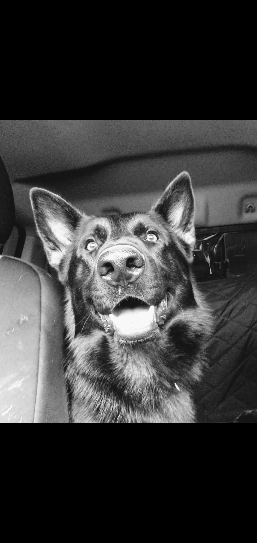 A German Shepherd looking up from inside a car, appearing happy, black and white.