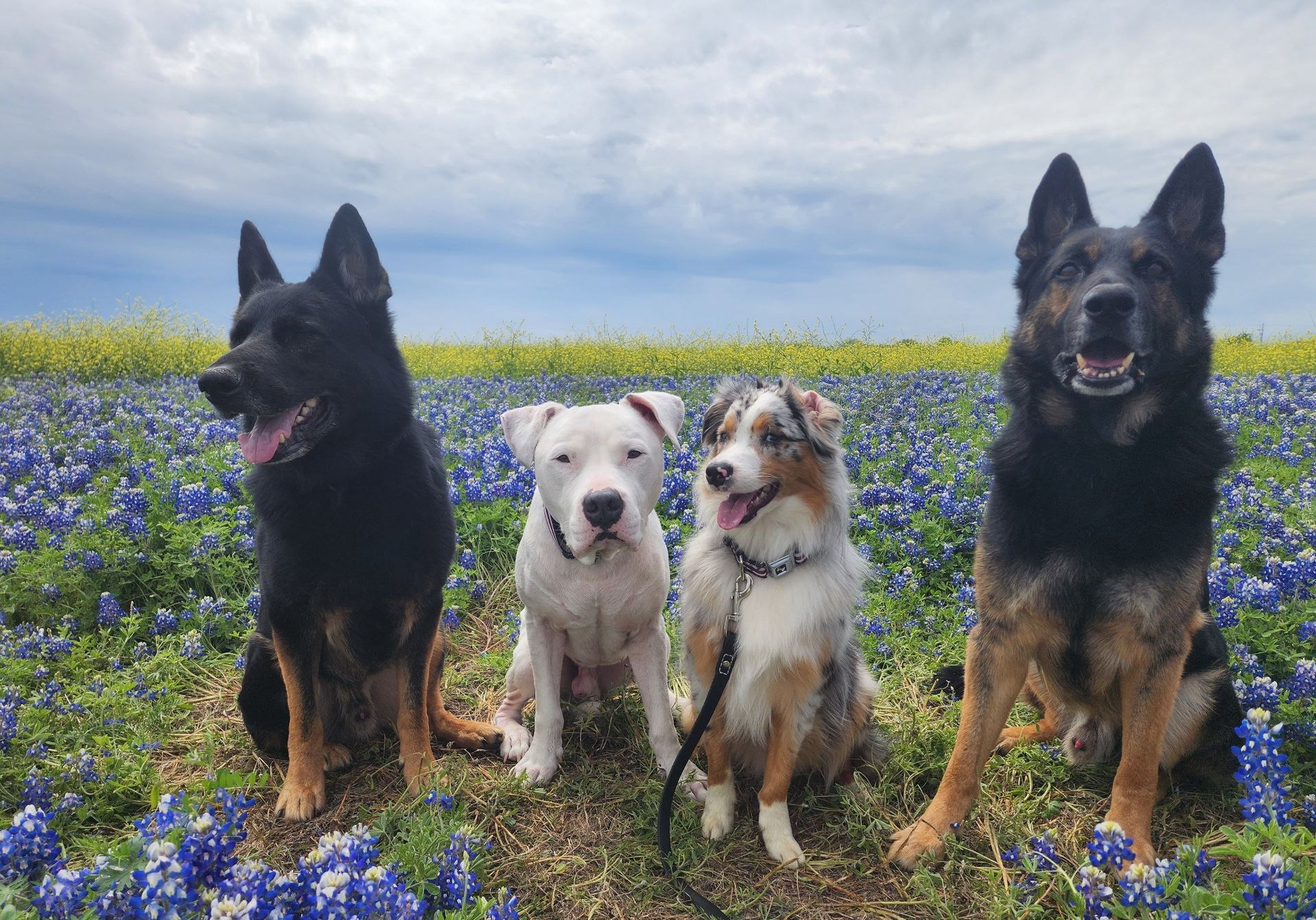 Four dogs sitting in a field of bluebonnets. Black and tan German Shepherds, a white Pitbull, and a blue merle Aussie.