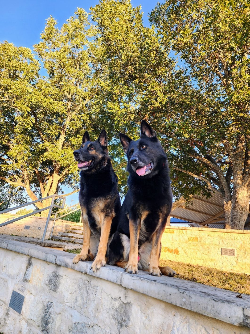 Two black and tan dogs sit side-by-side on a low wall outdoors, with trees in the background.