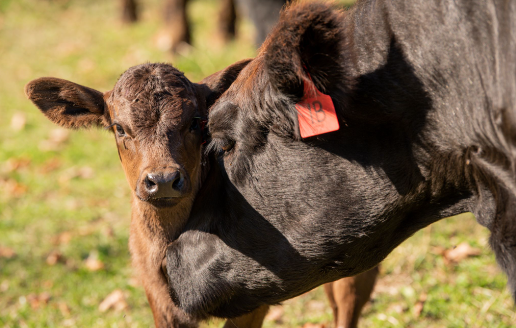 A cow and a calf are standing next to each other in a field.