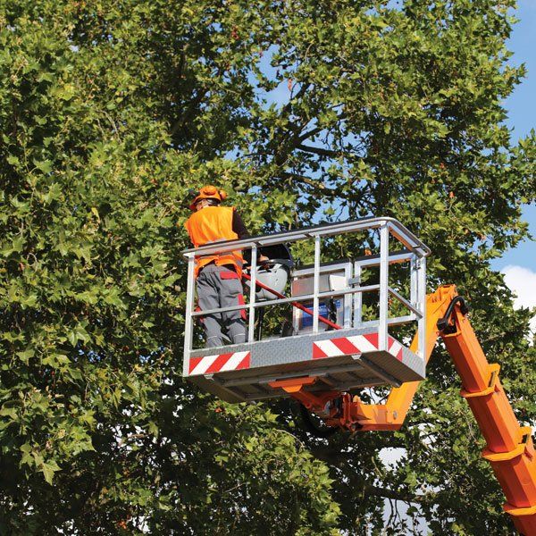 Tree Cutting, Tree Care — Pleasant Hill, MO — Branched Out LLC
