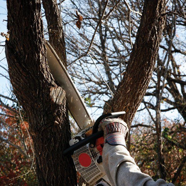Trimming Tree with Electric Saw — Pleasant Hill, MO — Branched Out LLC