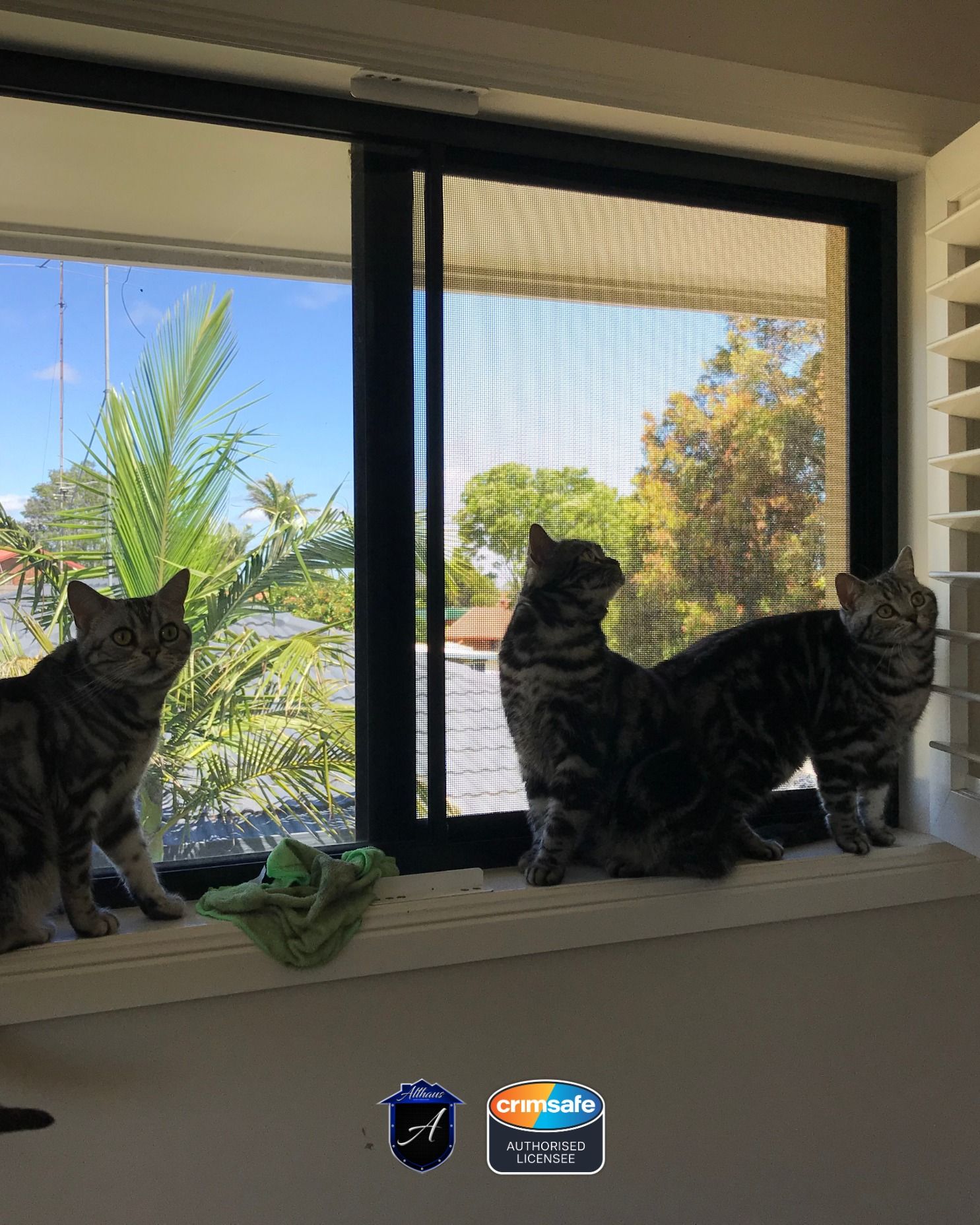 Three tabby cats sit on a sunny windowsill, looking out through a window screen.