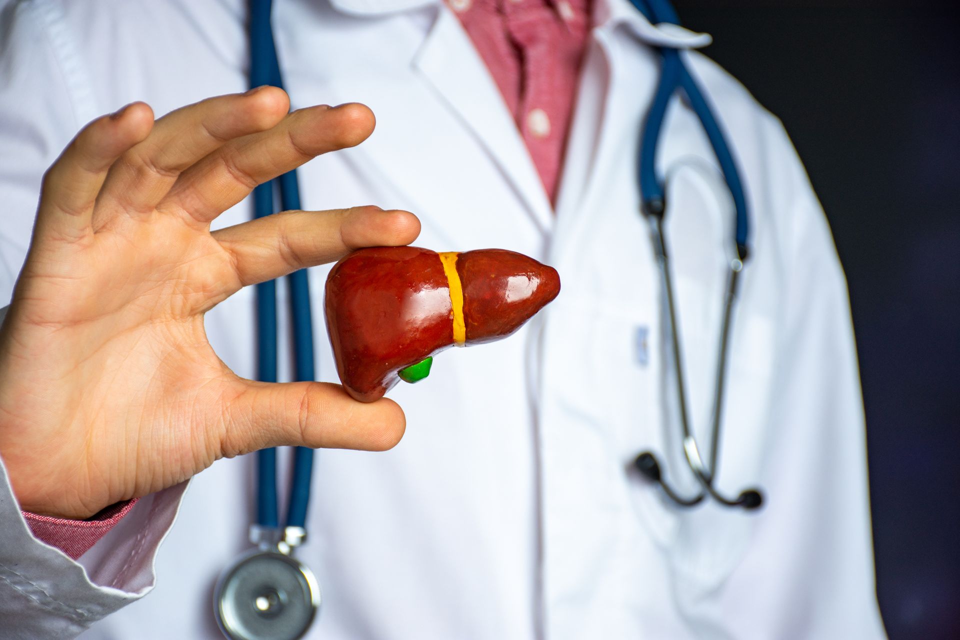 A doctor is holding a model of a liver in his hand.