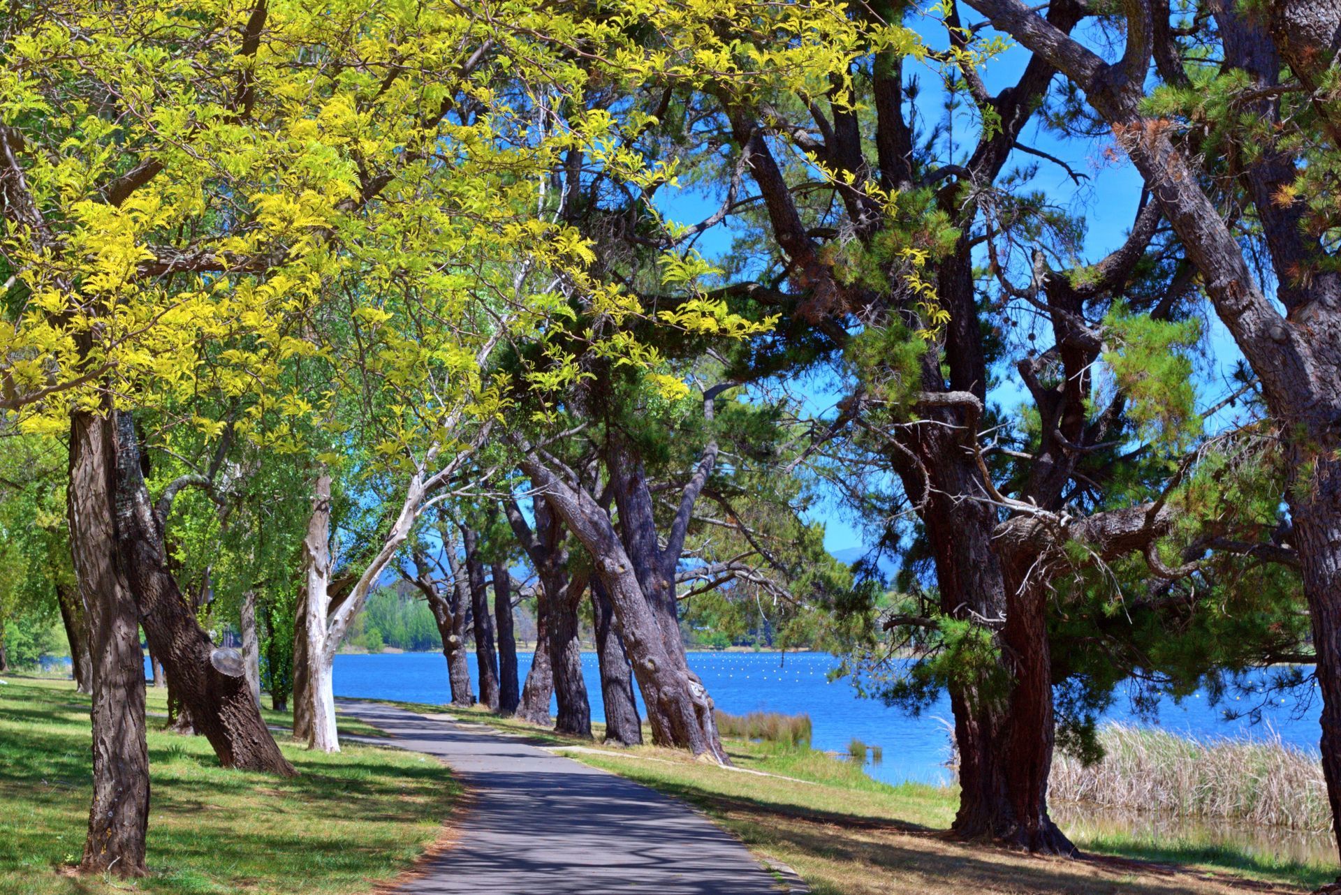 Trees Line a Paved Path Next to a Body of Blue Water — Capital Fencing in Woden, ACT