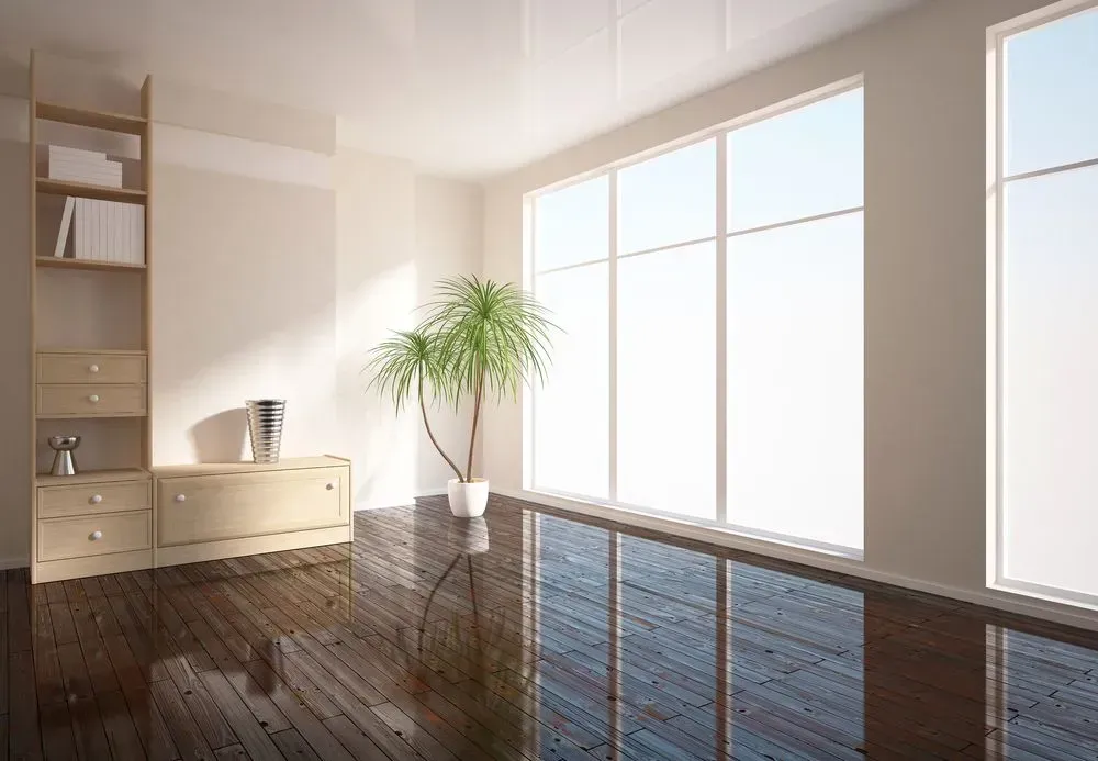 An Empty Room With a Potted Plant and Lots of Windows — Shane Callinan Floor Sanding In Thrumster, NSW