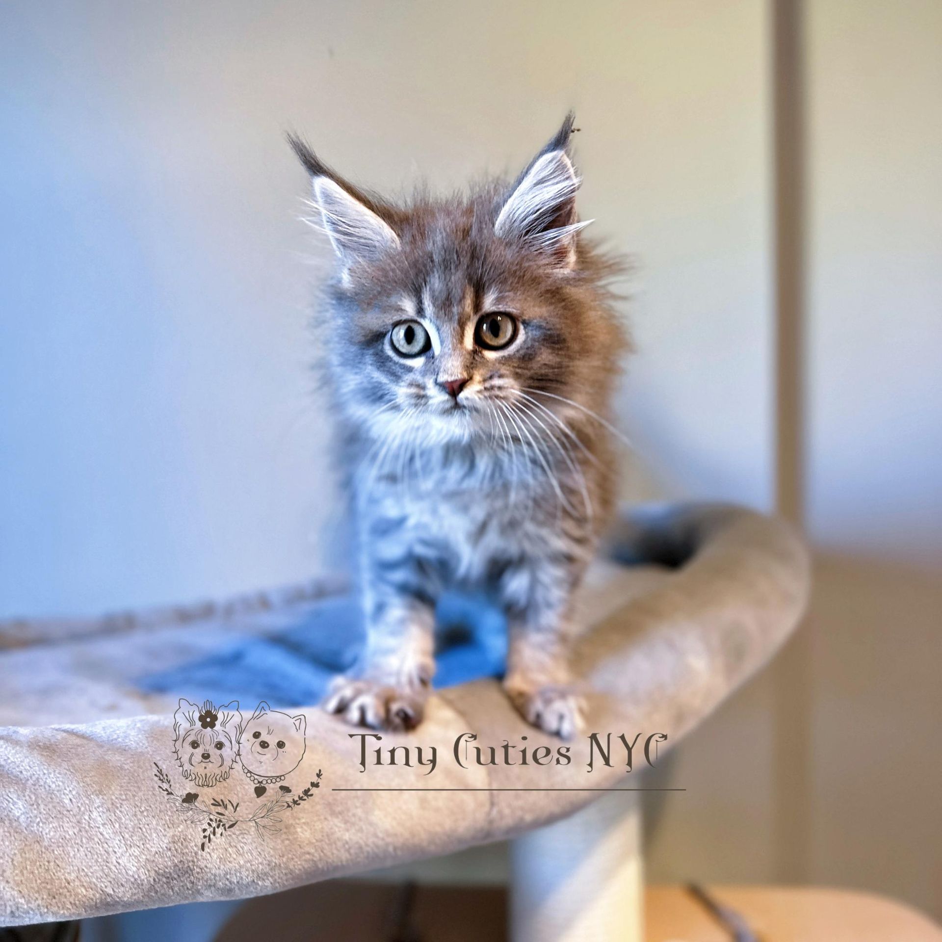 Maine Coon Kitten - New York City