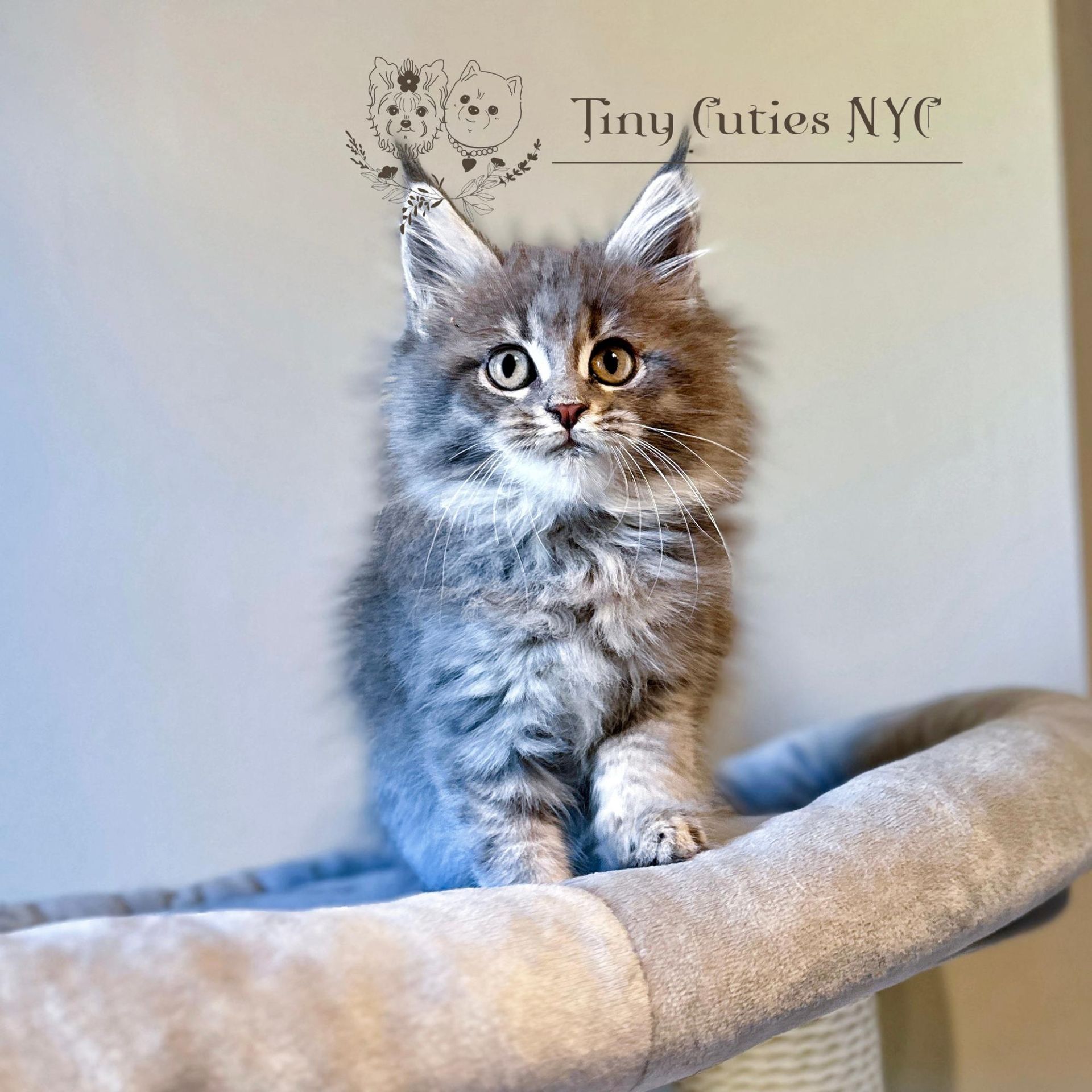 Maine Coon Kitten - New York City