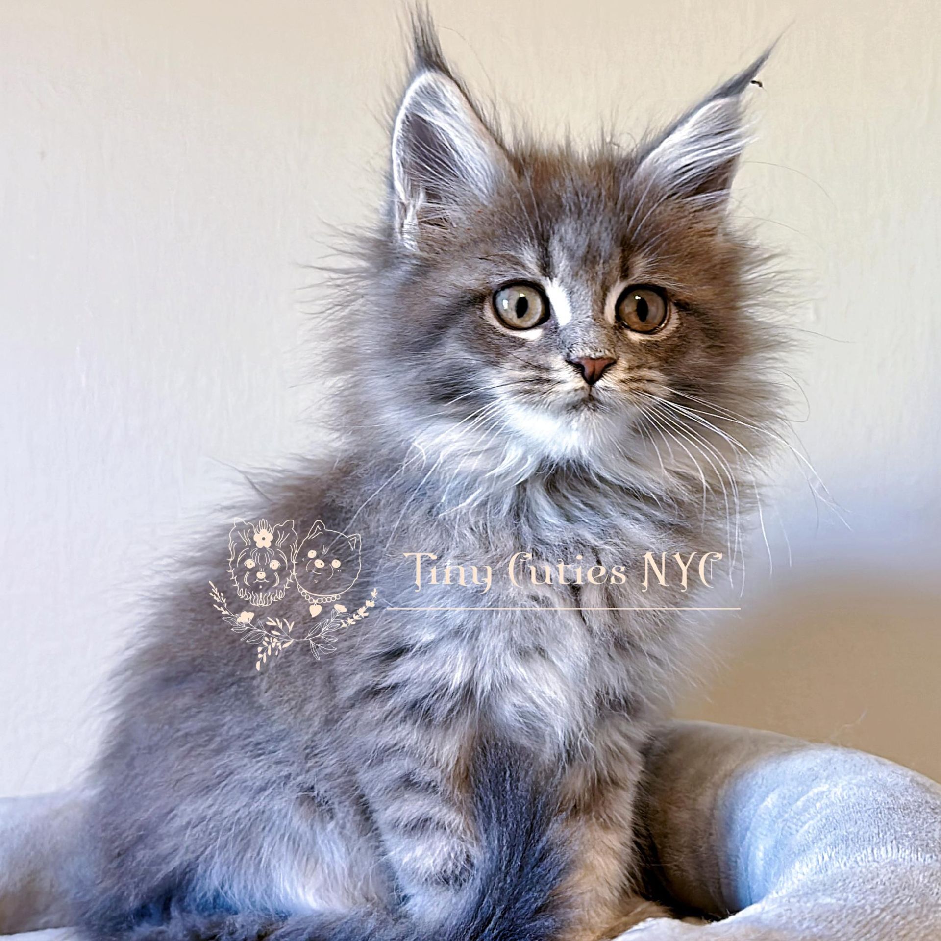 Maine Coon Kitten - New York City