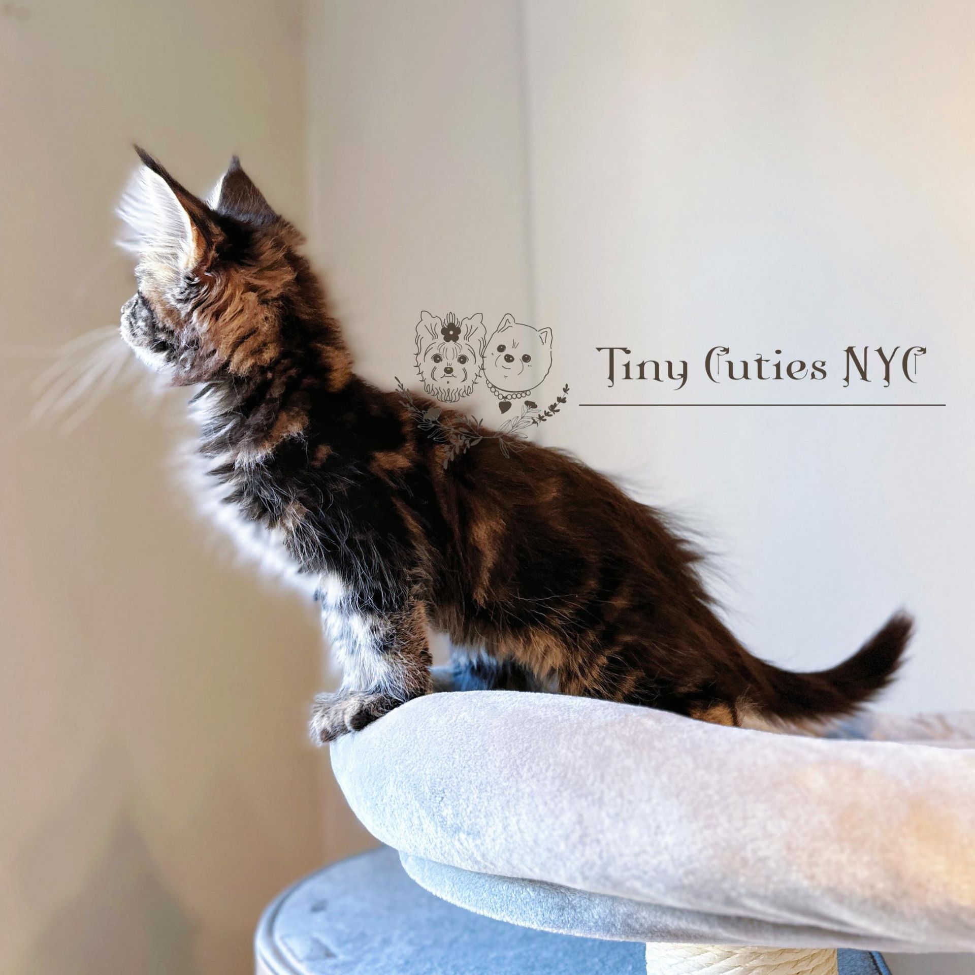 Maine Coon — Astoria Queens, NY — ﻿Tiny Cuties NYC