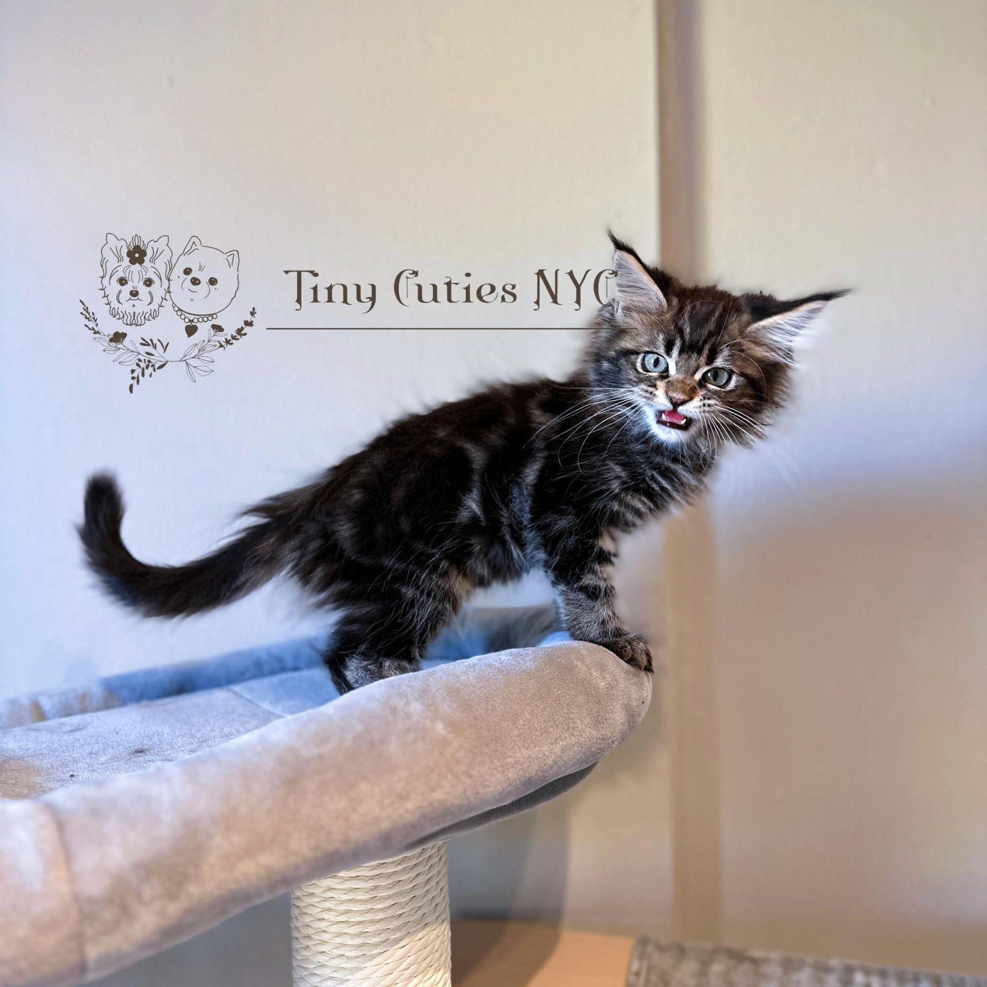 Kittens for Sale | Queens, NY | Tiny Cuties NYC