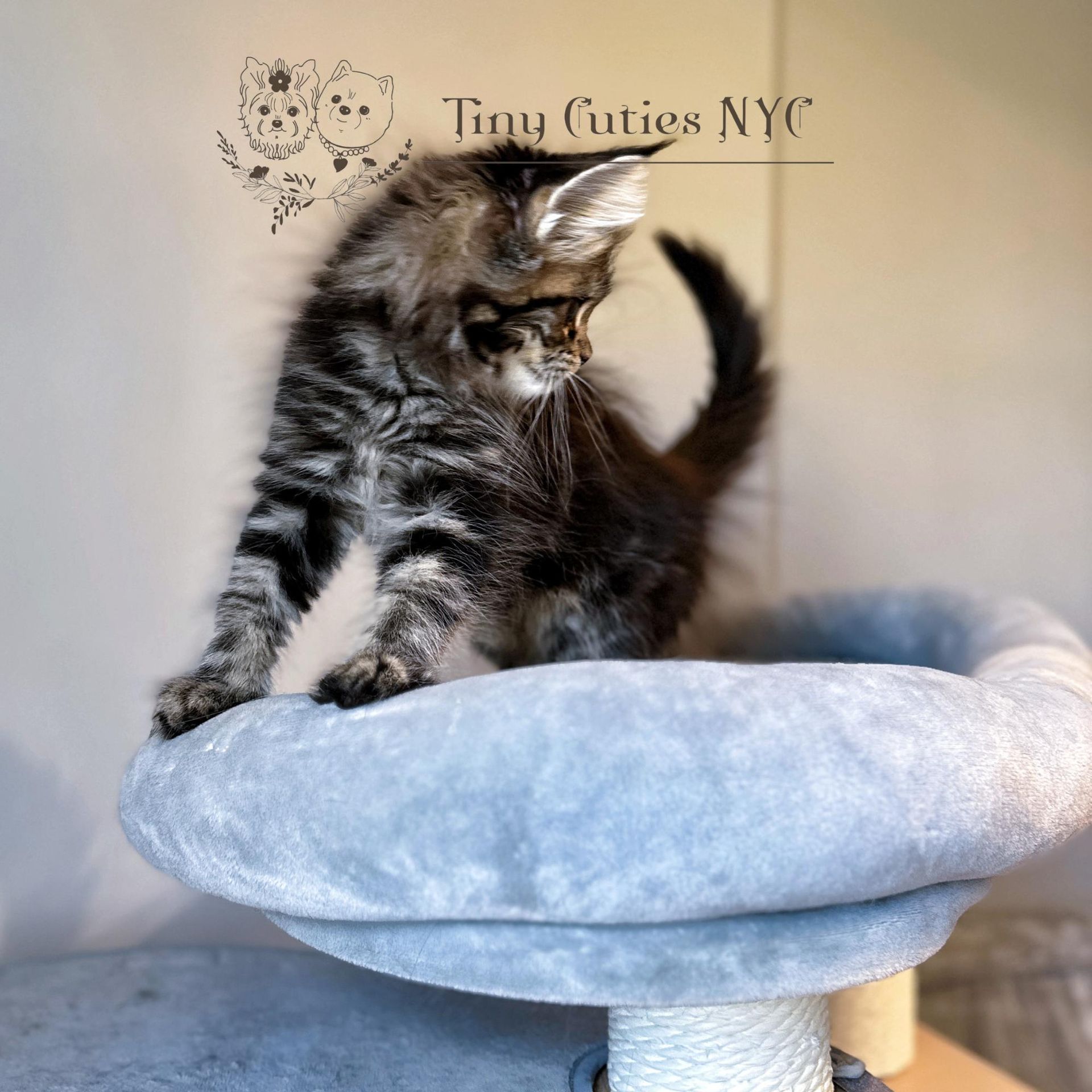 Maine Coon — Astoria Queens, NY — ﻿Tiny Cuties NYC