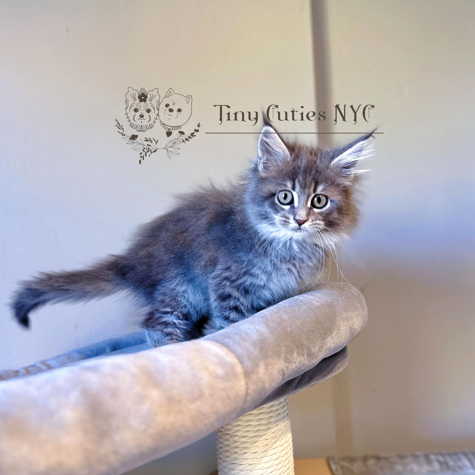 Maine Coon Kitten - New York City