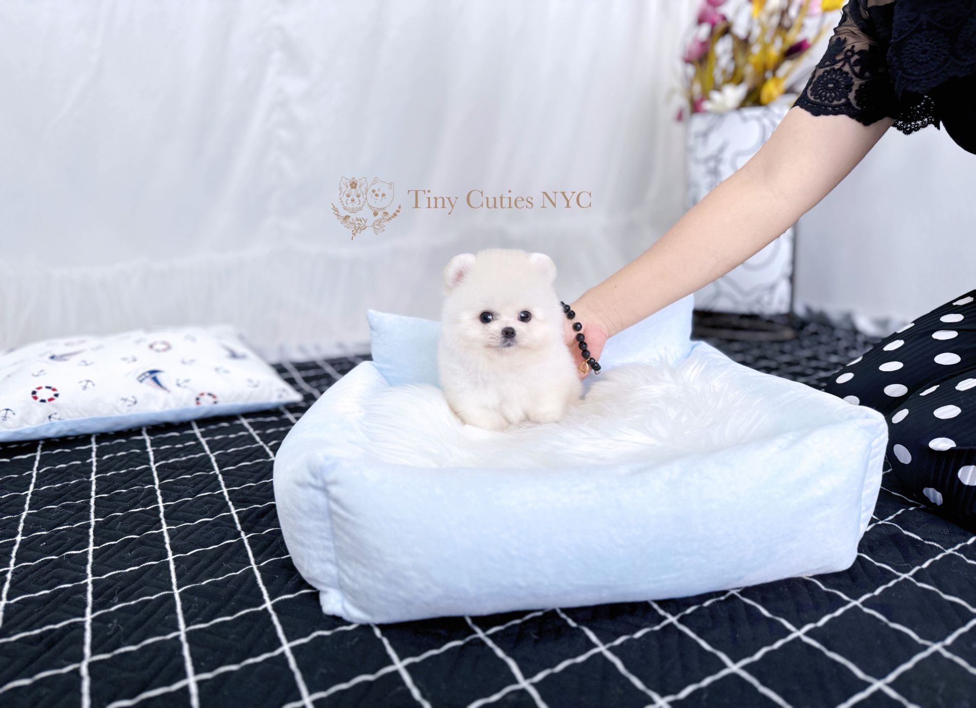 Bruno is an extremely cute micro teacup white Pomeranian boy with a true teddy-bear look, big eyes, fluffy thick coat and compact short body.