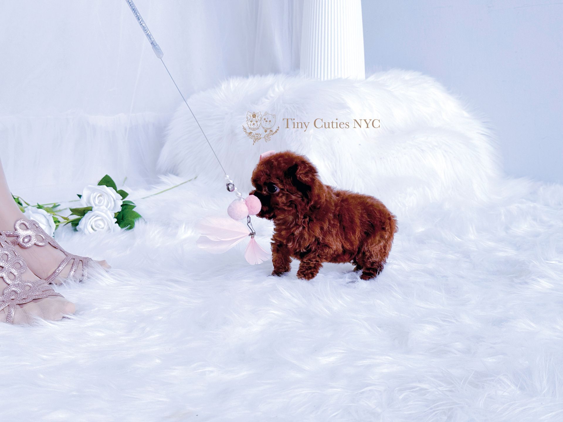 Teacup/Micro Teacup Poodle | Astoria, NY | Tiny Cuties NYC