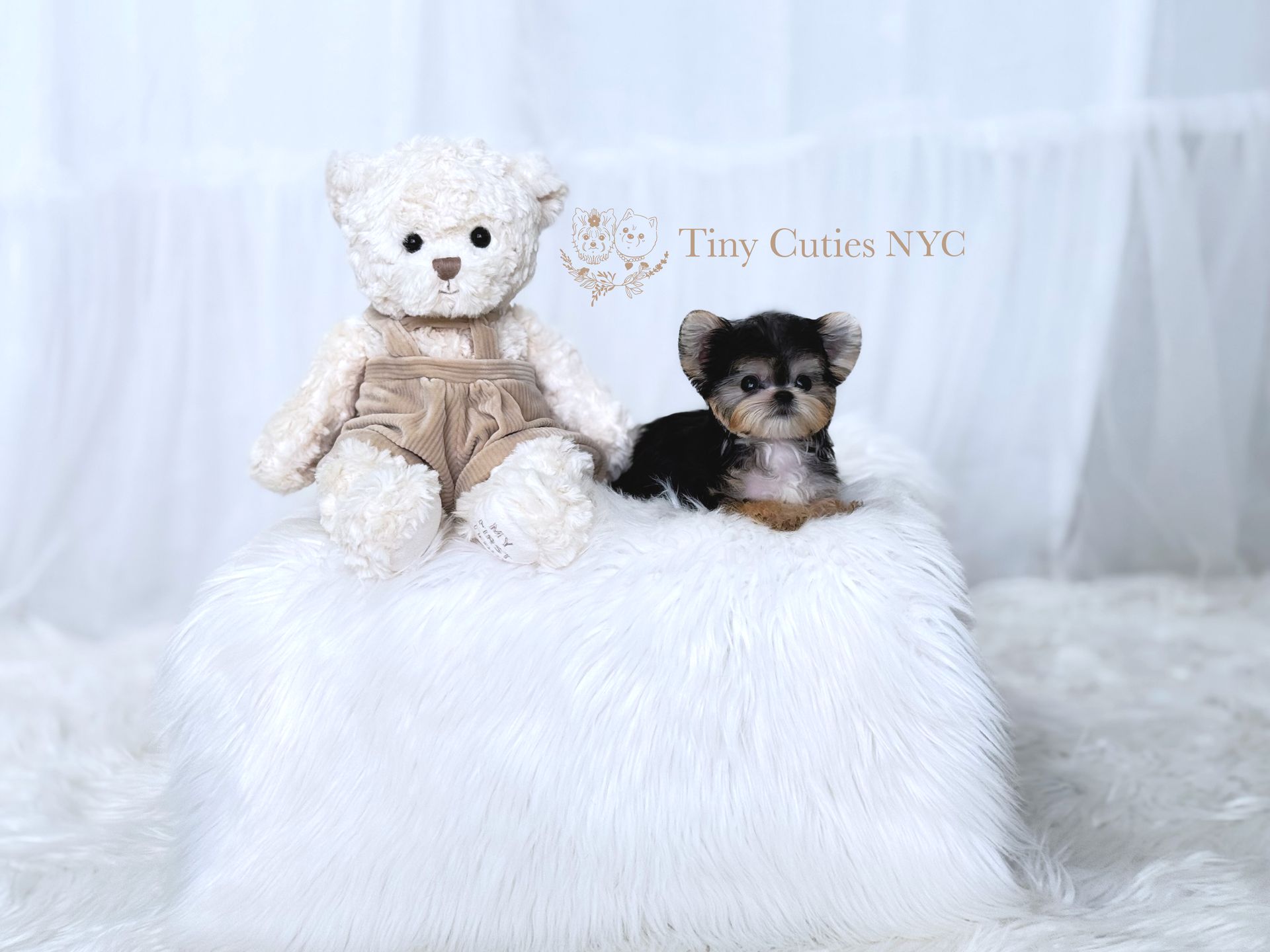 Calvin is a micro teacup Morkie puppy boy for sale by Tiny Cuties NYC with worldwide delivery.