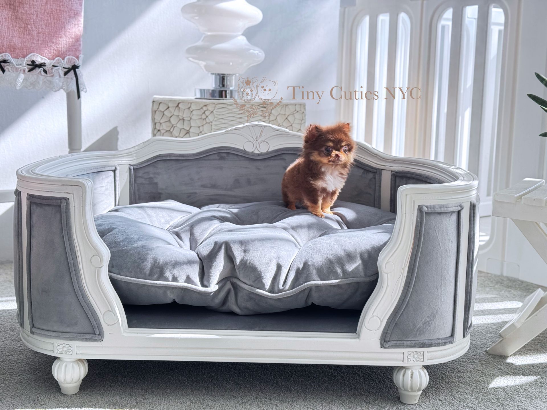 Chewie is a micro teacup long-haired chocolate Chihuahua boy for sale by Tiny Cuties NYC with worldwide delivery.