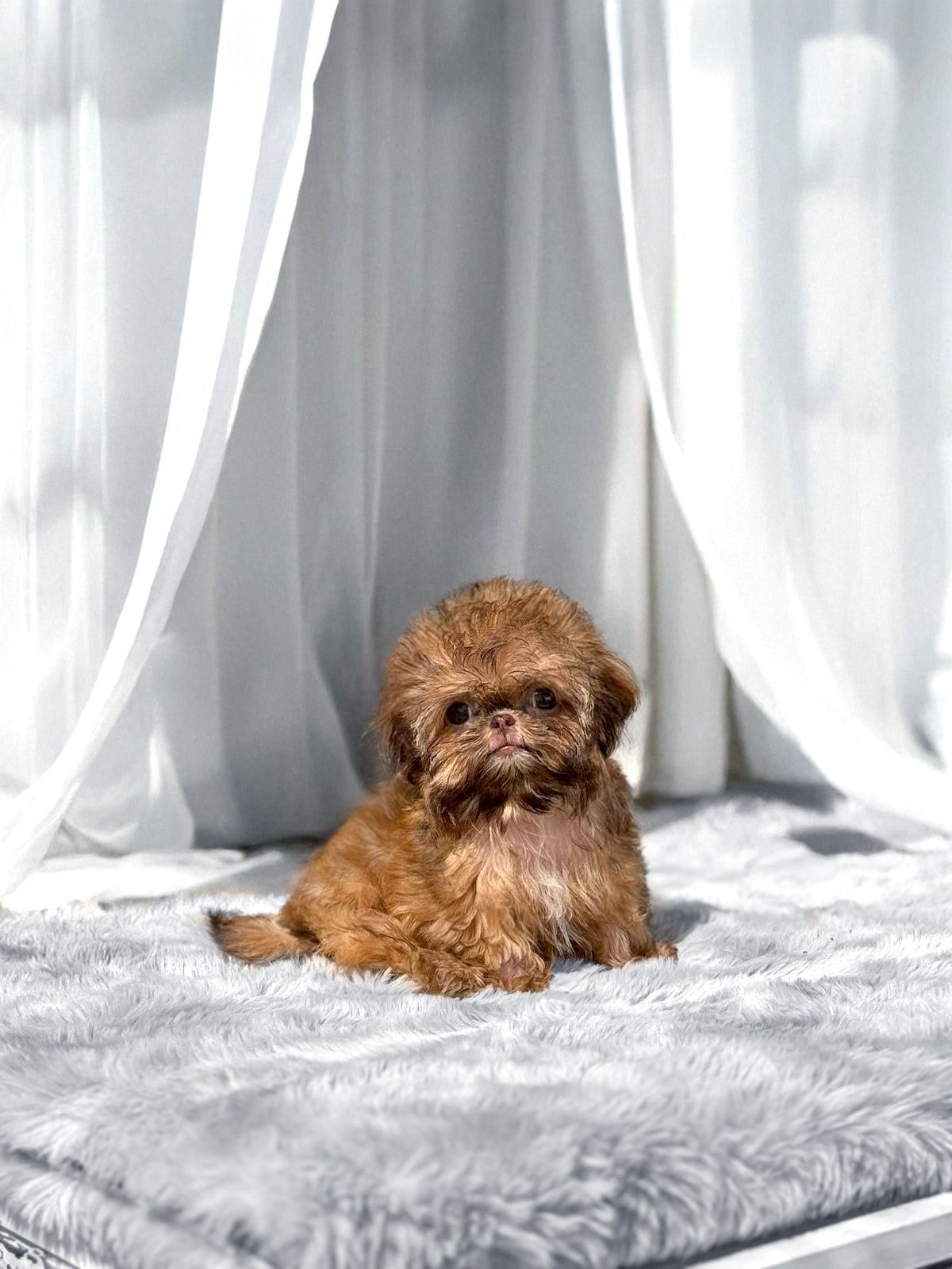 Teacup & micro teacup Shih Tzu puppies for sale by Tiny Cuties NYC with worldwide delivery.
