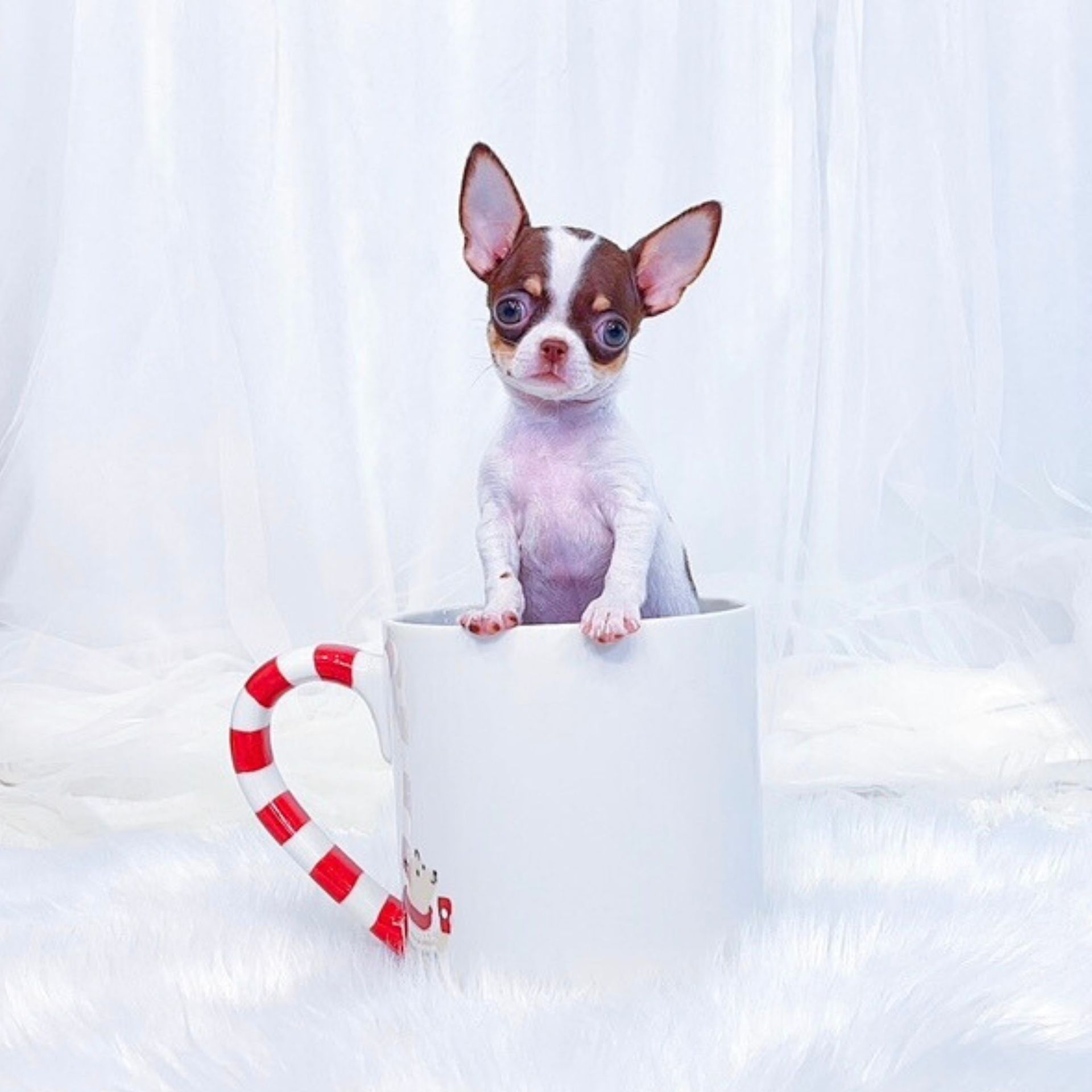 Micro Teacup Chihuahua