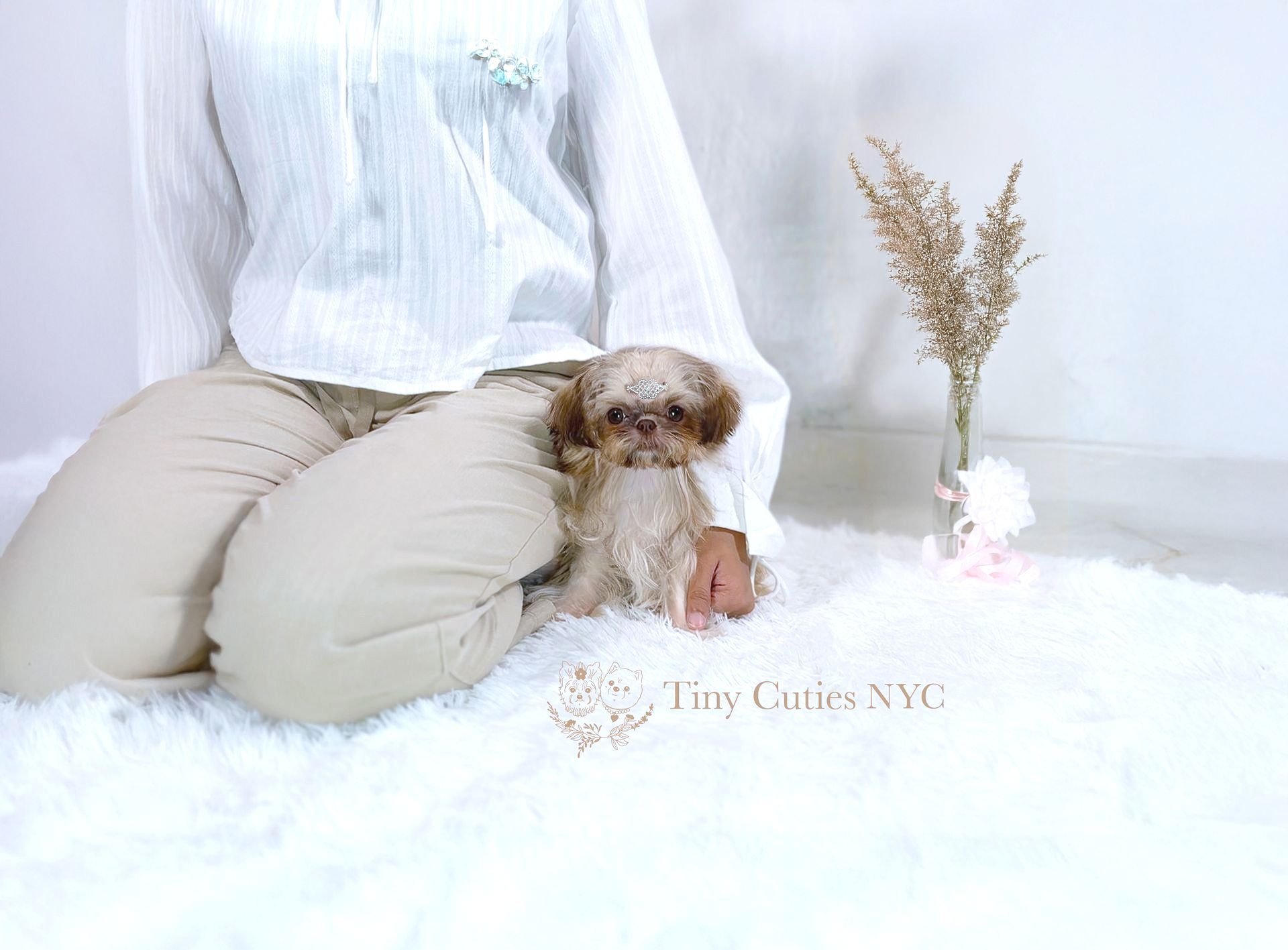 Cindi is a liver teacup Shih Tzu for sale byTiny Cuties NYC with worldwide delivery.