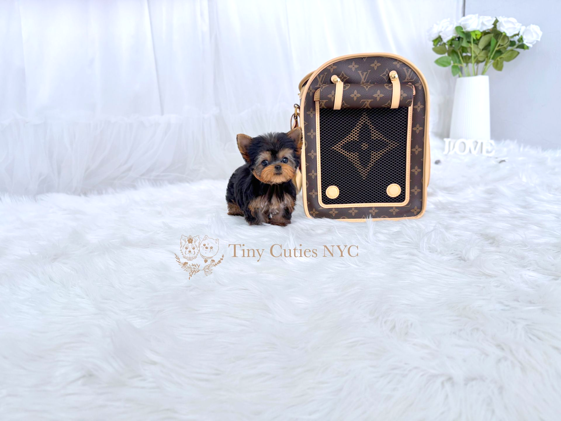 Darlene is teacup Yorkie girl for sale by Tiny Cuties NYC with worldwide delivery