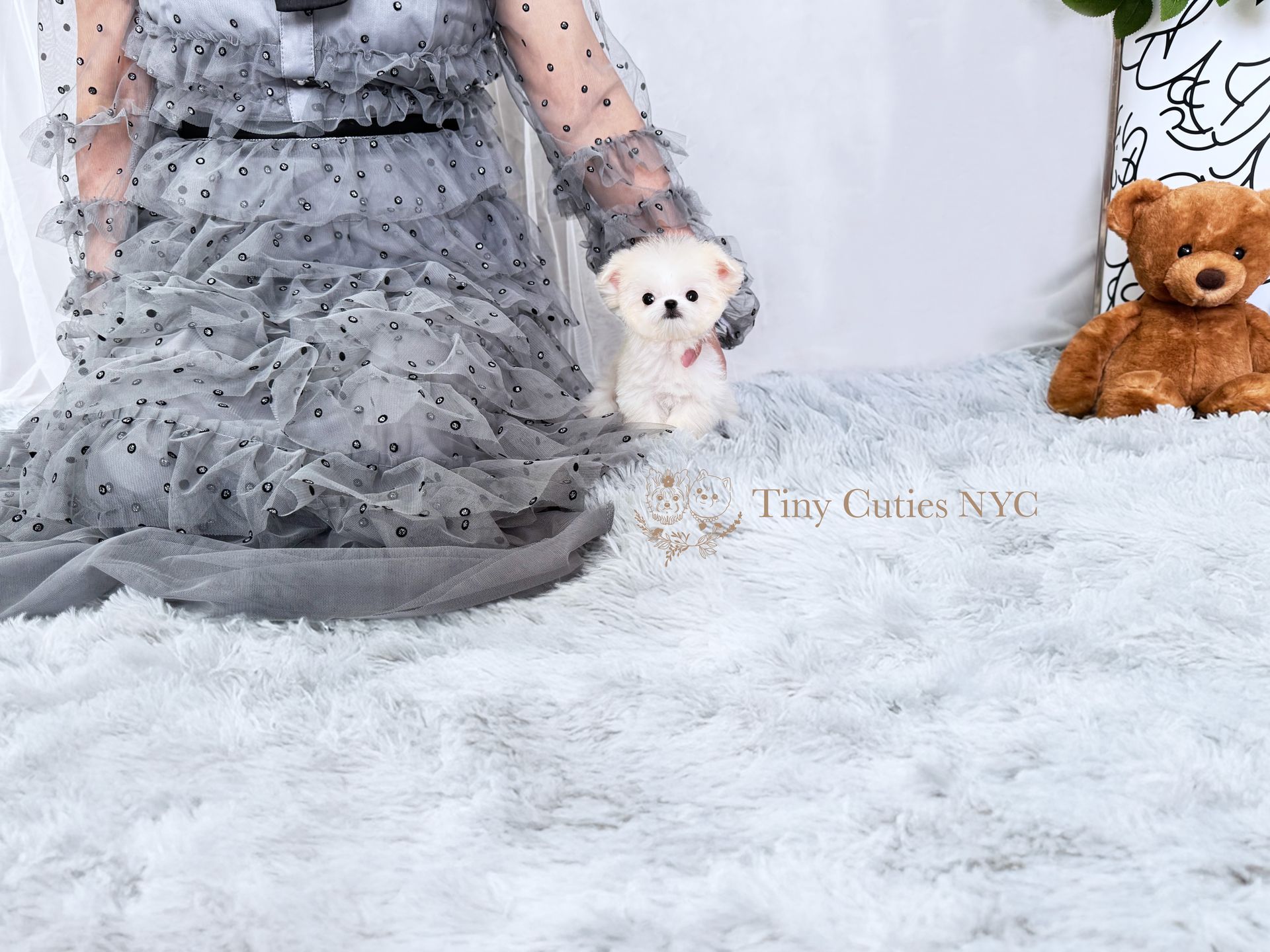 Diora is a teacup Maltipom for sale by Tiny Cuties NYC with worldwide delivery.
