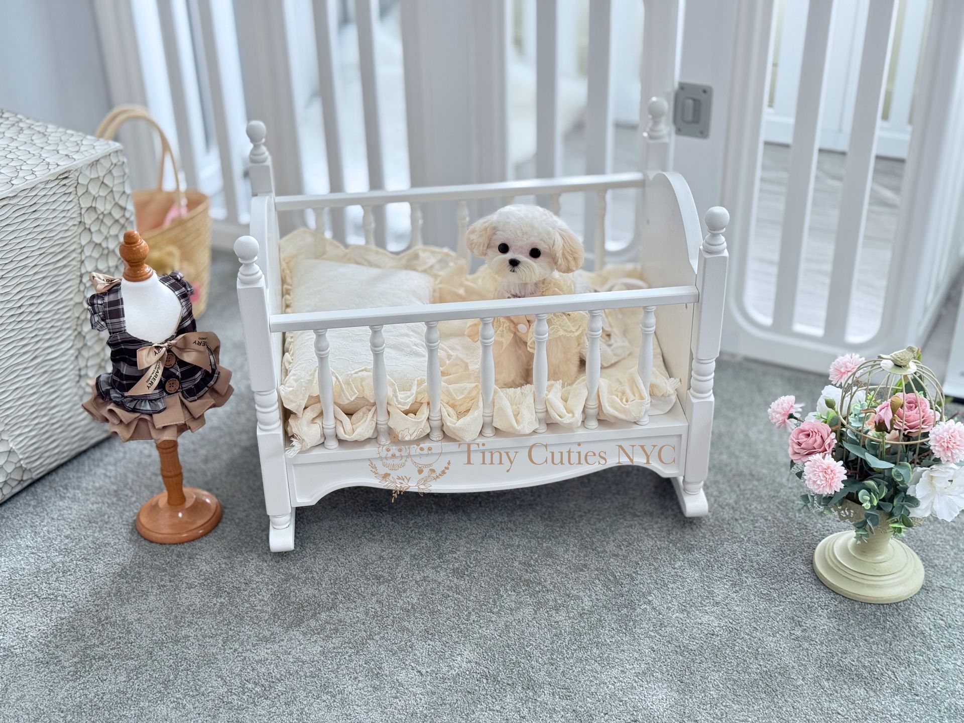 Dove is a white teacup Maltipoo puppy girl for sale by Tiny Cuties NYC with worldwide delivery.