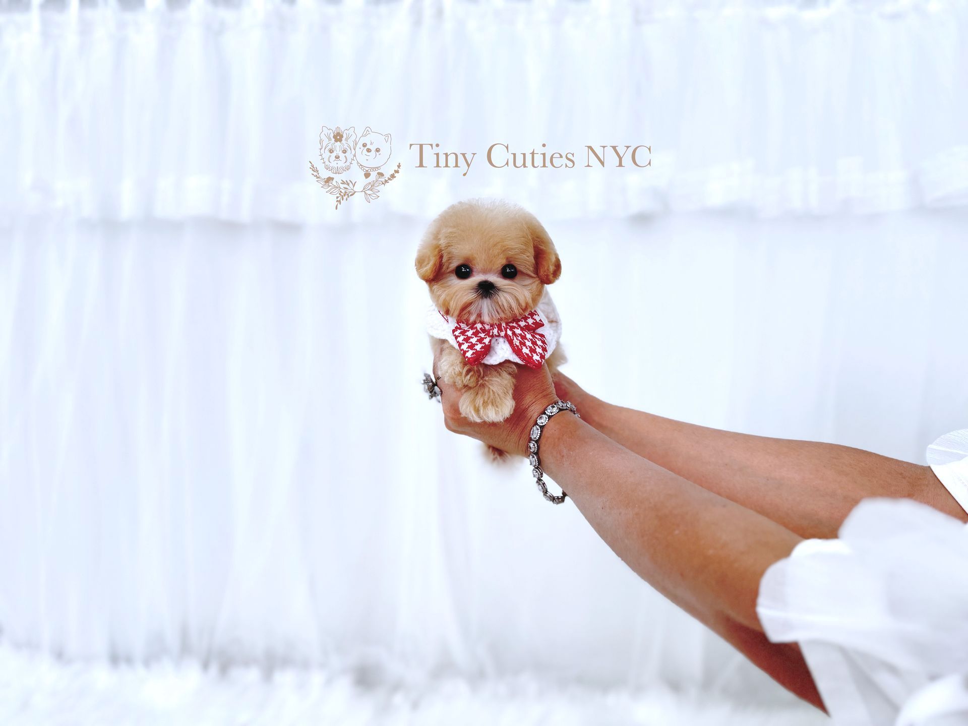Ellie is a cream micro teacup Maltipoo puppy girl for sale by Tiny Cuties NYC with worldwide delivery.