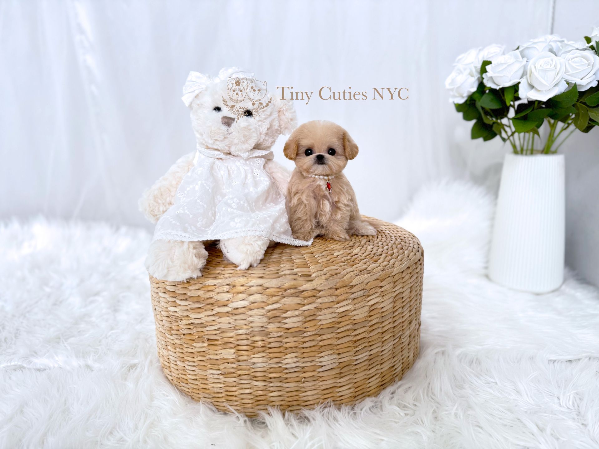 Emily is a cream micro teacup Maltipoo puppy girl for sale by Tiny Cuties NYC with worldwide delivery.