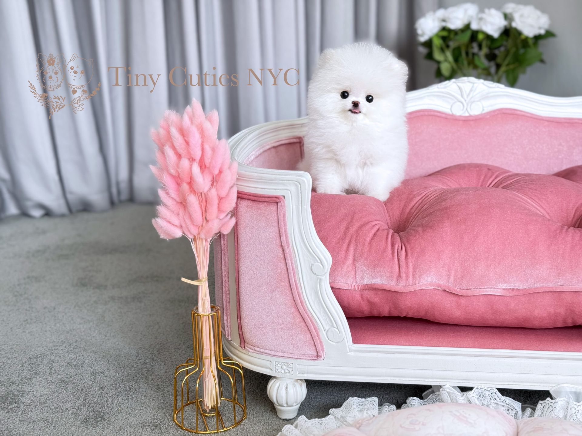 Fiona is a white teacup Pomeranian girl puppy for sale by Tiny Cuties NYC with worldwide delivery.
