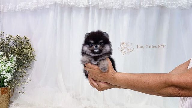 micro teacup pomeranian puppy