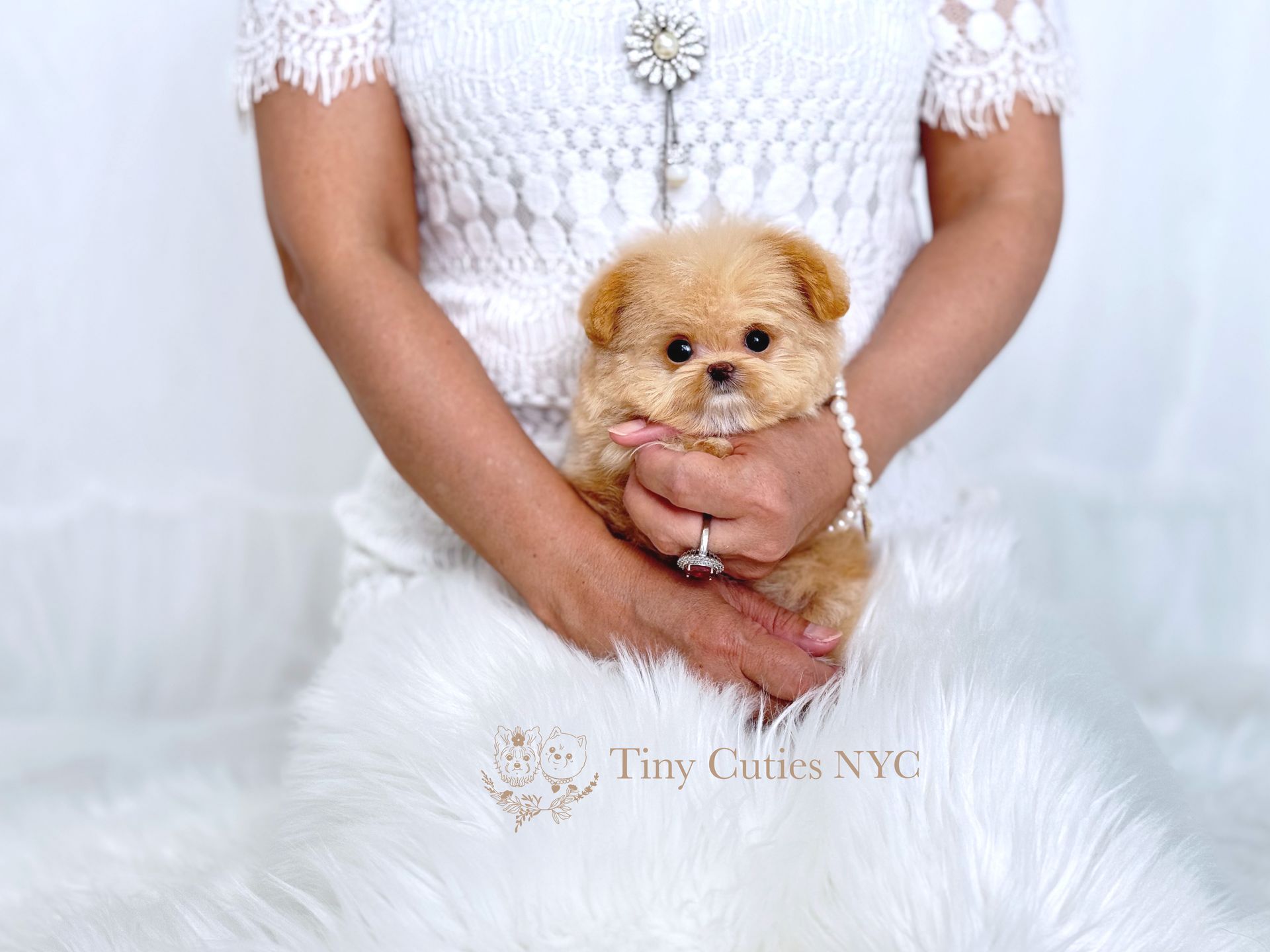 Goldie is a teacup Pomapoo girl for sale by Tiny Cuties NYC with worldwide delivery.