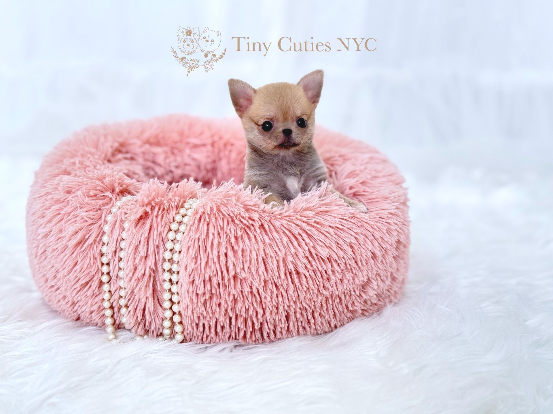 Hailey is a female teacup Pomchi  for sale by Tiny Cuties NYC with worldwide delivery.