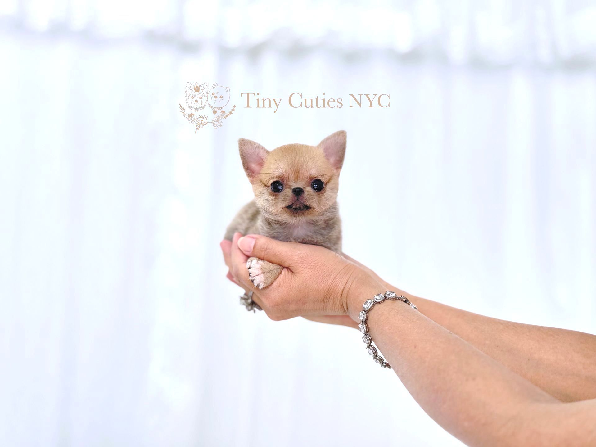 Hailey is a female sable teacup Pomchi  for sale by Tiny Cuties NYC with worldwide delivery.