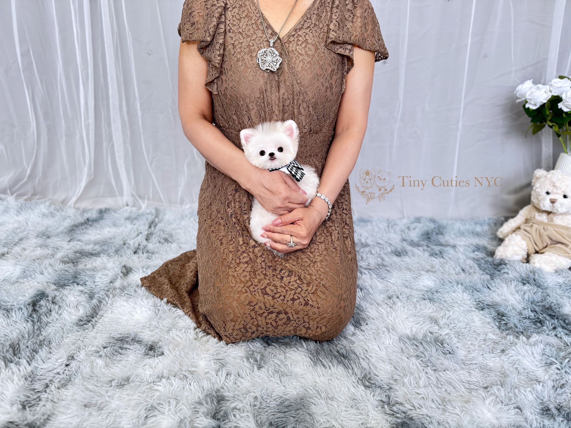 Halo is a teacup Malti-pom boy for sale by Tiny Cuties NYC with worldwide delivery.