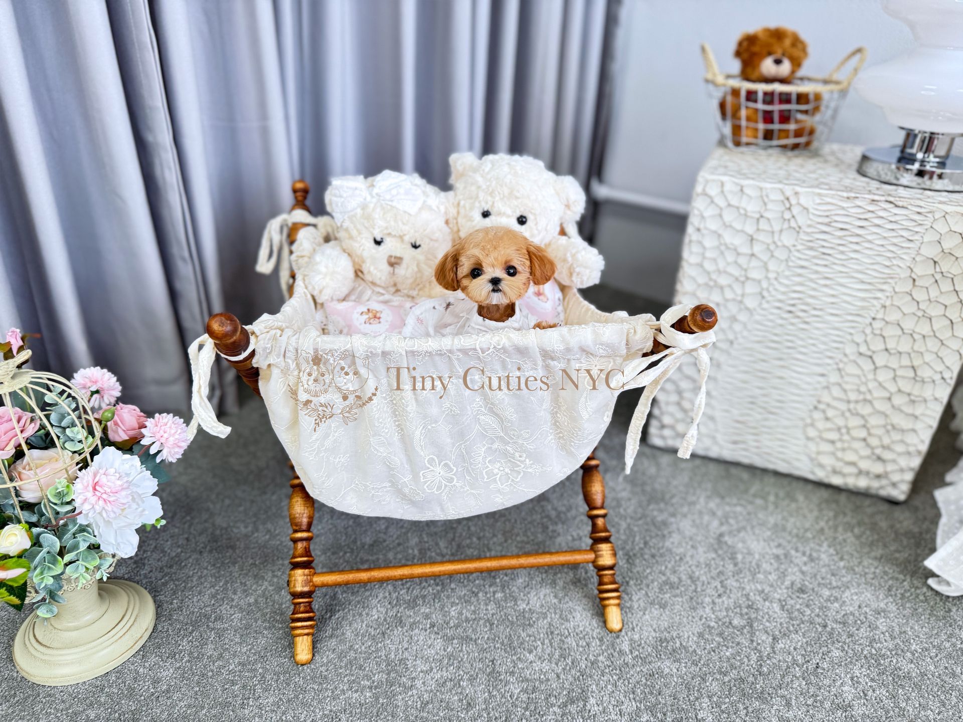 Hannah is a cream teacup Maltipoo puppy girl for sale by Tiny Cuties NYC with worldwide delivery.