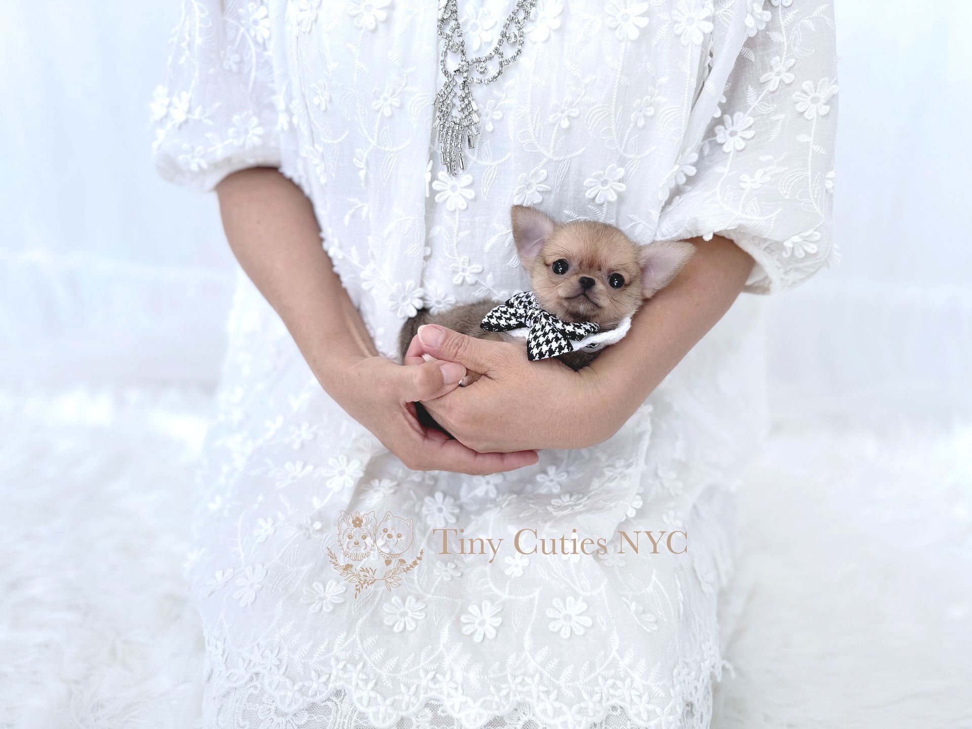 Harlan is a male sable teacup Pomchi  for sale by Tiny Cuties NYC with worldwide delivery.