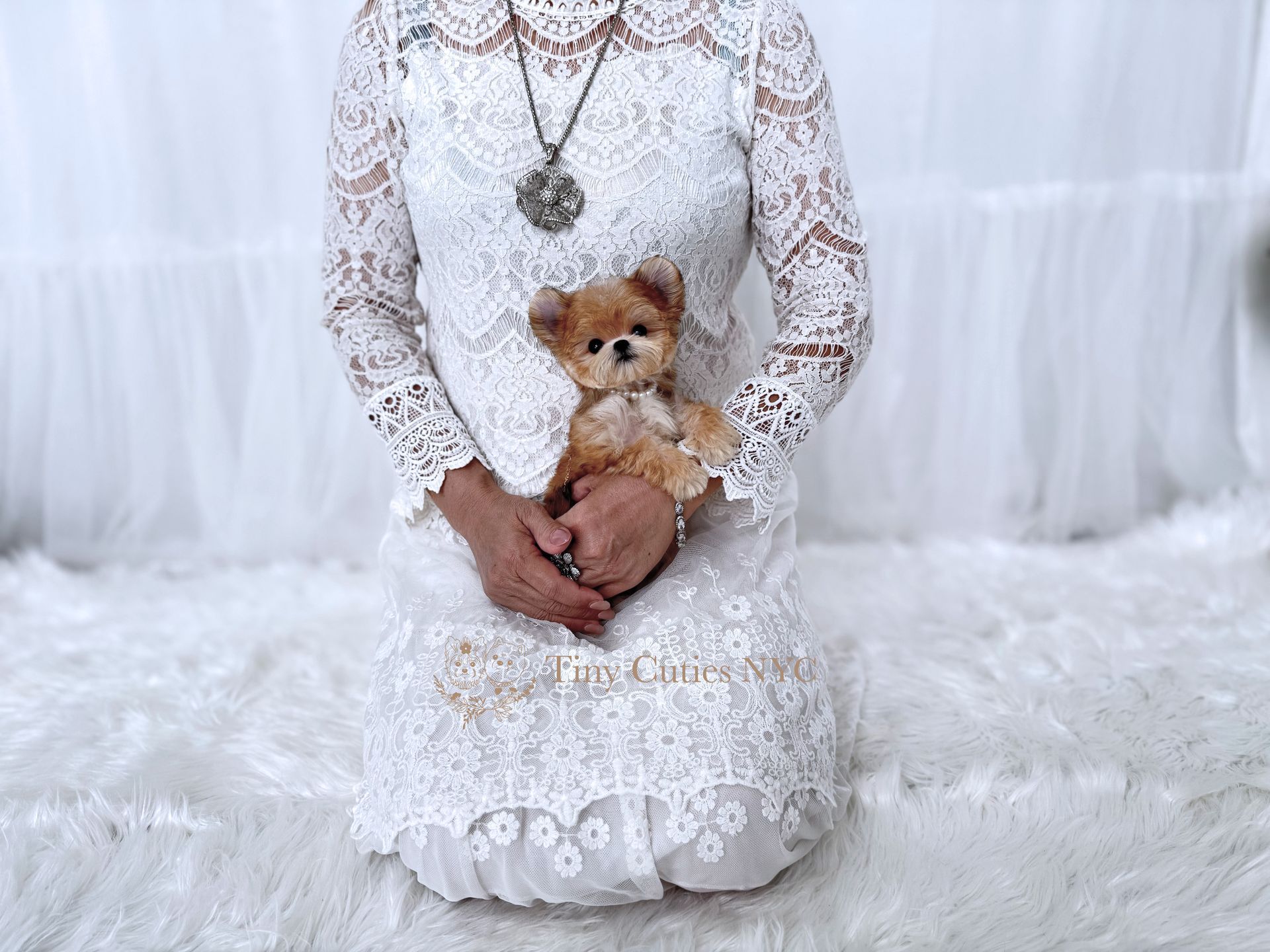 Honey is a rare gold teacup Morkie puppy girl for sale by Tiny Cuties NYC with worldwide delivery.