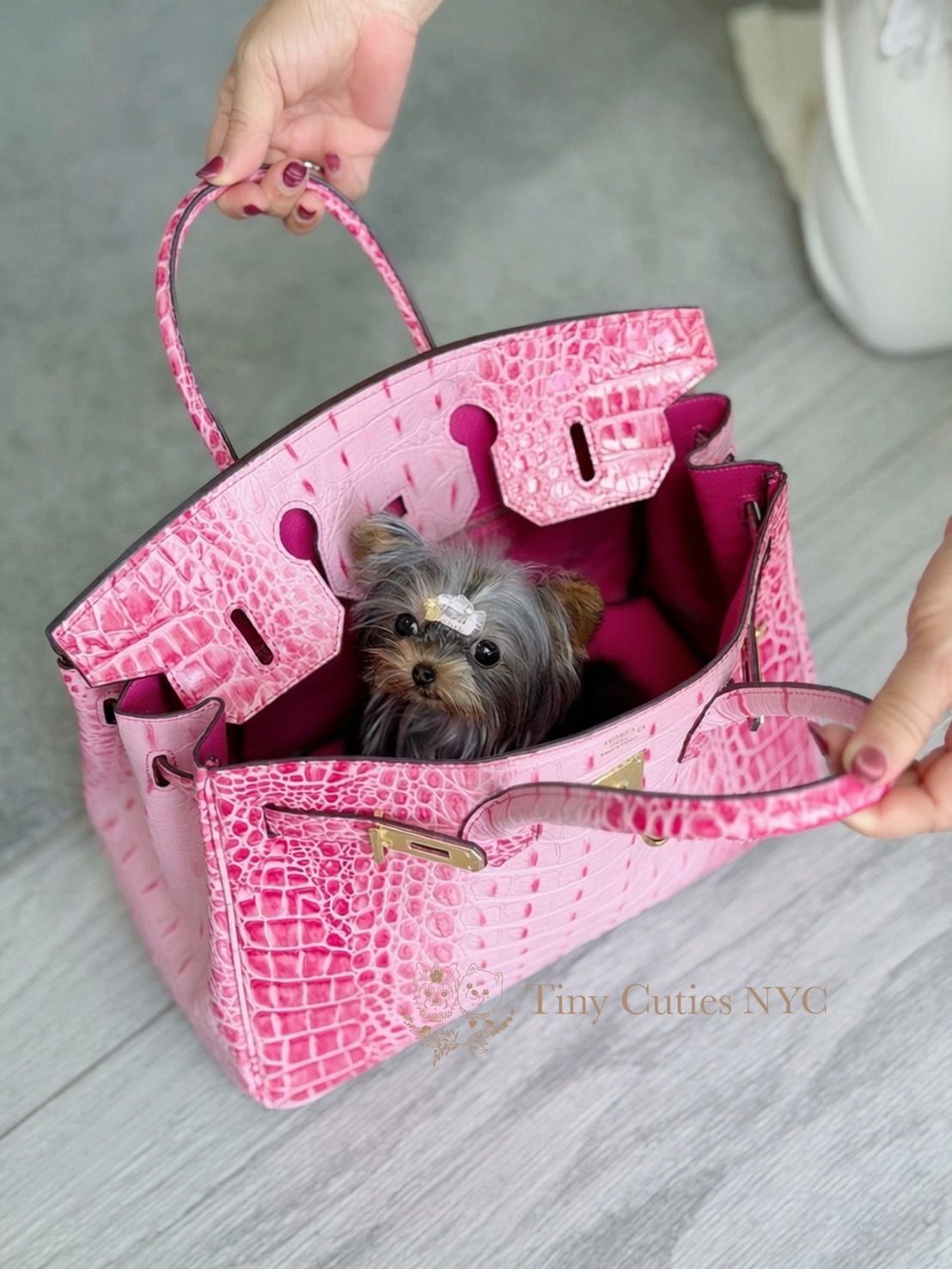 Tiny is a micro teacup Yorkie girl for sale by Tiny Cuties NYC with worldwide delivery.