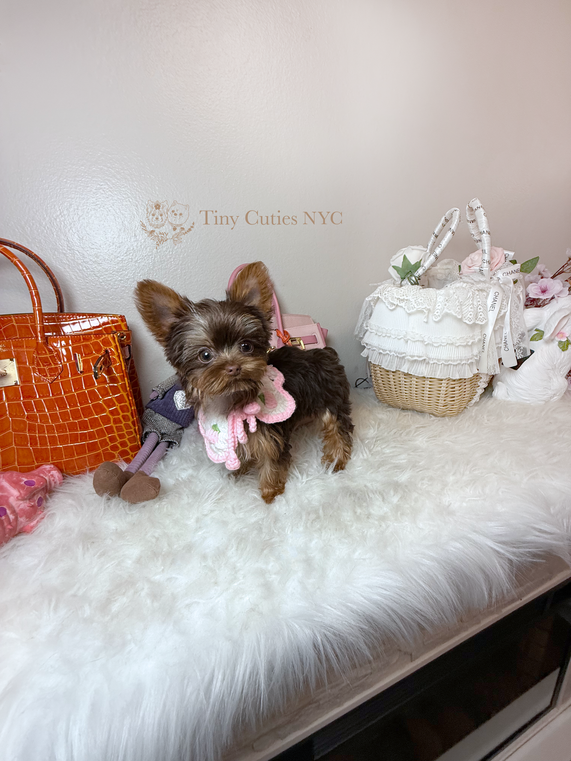 Kakao is teacup chocolate Yorkie girl for sale by Tiny Cuties NYC with worldwide delivery.