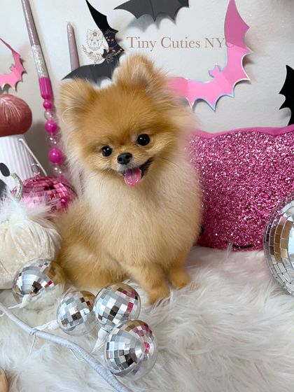 Pink Teacup And Micro Mini Pomeranians For Sale Tiny Teacup A