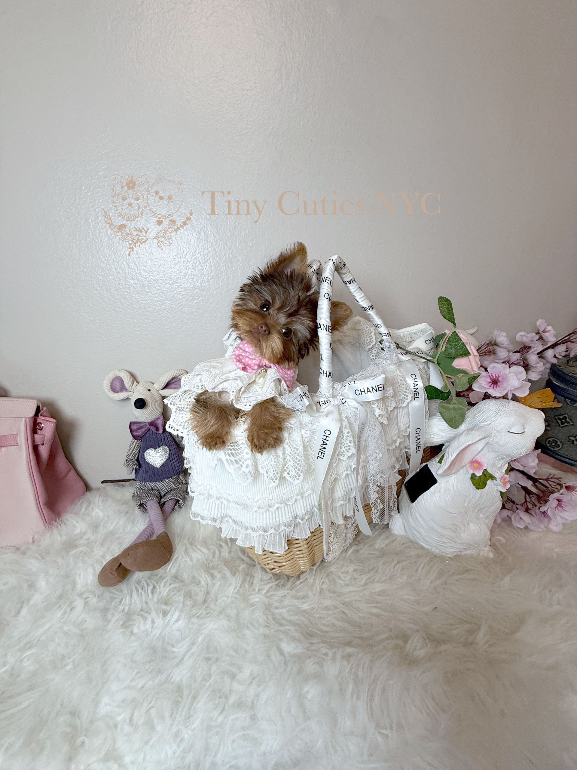 Kakao is teacup chocolate Yorkie girl for sale by Tiny Cuties NYC with worldwide delivery.