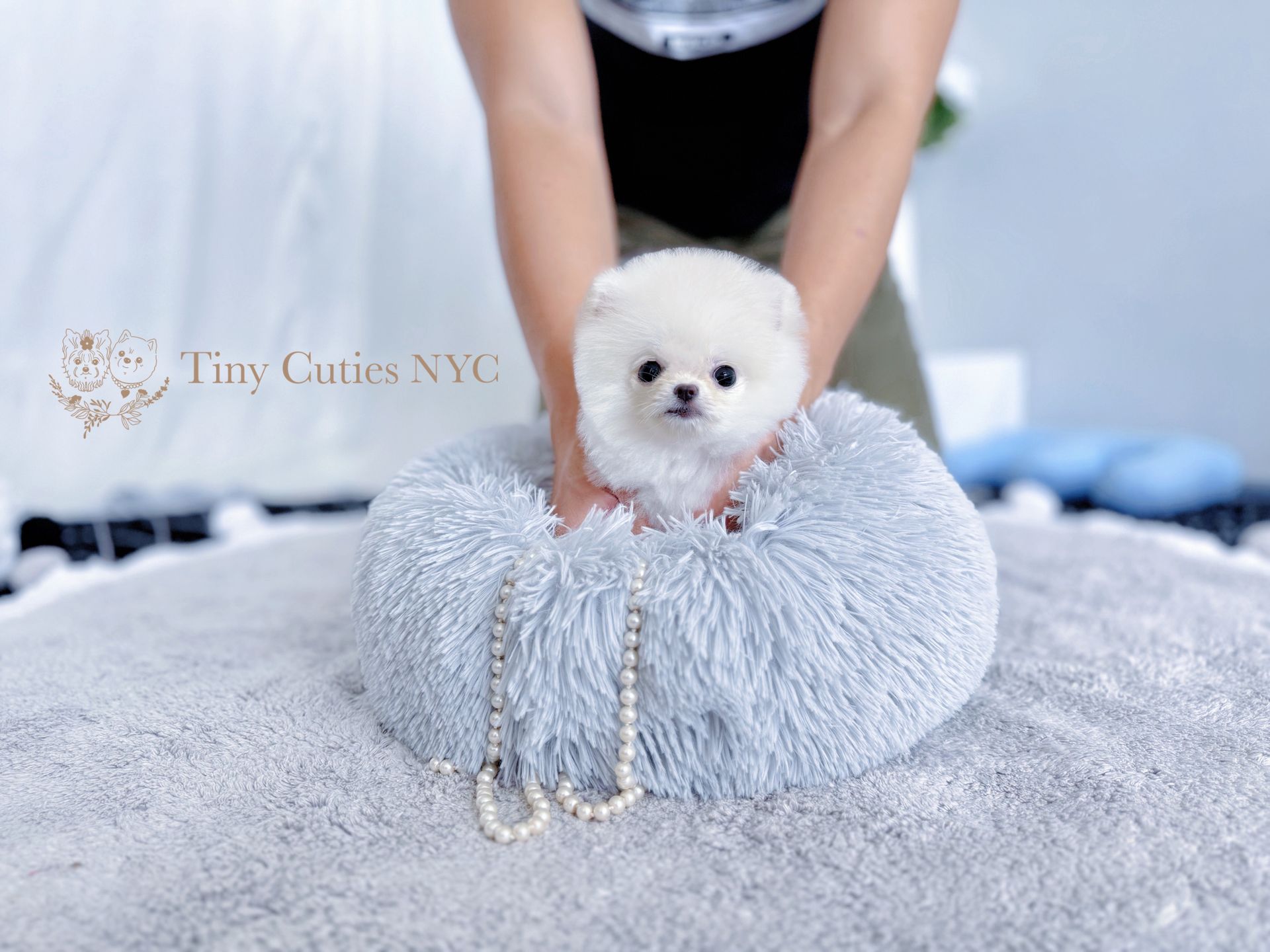 Kuma is an extremely unique cute white micro teacup white Pomeranian boy with a true teddy-bear look, big eyes, fluffy thick coat and compact short body. He is expected to be 2-3 lbs fully grown! His petite size makes him incredibly easy to carry and travel around. 