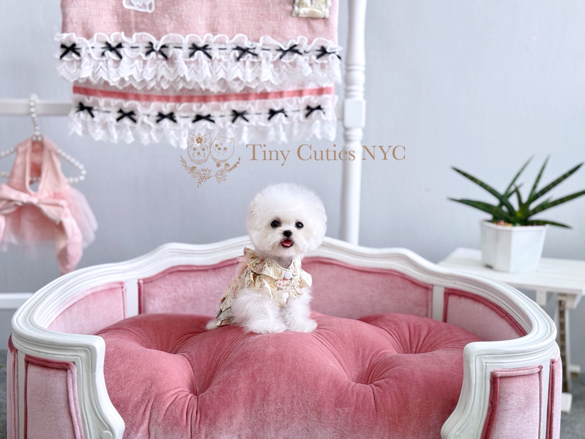 Misty is a micro teacup cream Poodle for sale by Tiny Cuties NYC